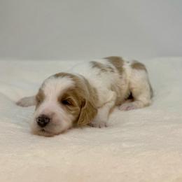 Peach - Parti female Goldendoodle puppy in Kenansville, North Carolina from J+A Family Doodles