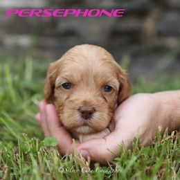 Persephone - Cream female Cockapoo puppy in Canastota, New York from Silver City Cockapoos