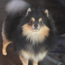 Blue - Pomeranian