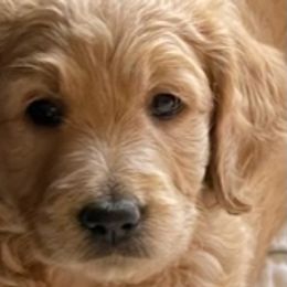 OLIVIA - Goldendoodle puppy in Northridge, California from Jasperdoodle.com