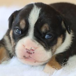 Coco - Black tri-color female Bulldog puppy in Winnsboro, Texas from JP Ranch Bulldogs