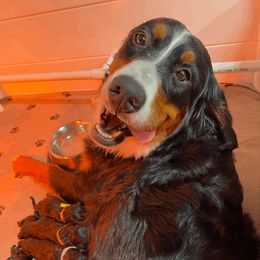Bernedoodle, Bernese Mountain Dog, and Poodle Puppies from Pupkin Patch Puppies