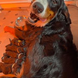 Bernedoodle, Bernese Mountain Dog, and Poodle Puppies from Pupkin Patch Puppies