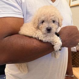 Diamond - Cream female Goldendoodle puppy in Richmond, Texas from Harper’s Heartbeats