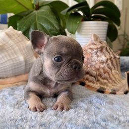 French Bulldog Puppies from French Bulldog Loco