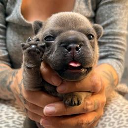 Boy 3 - Blue fawn male French Bulldog puppy in Spanaway, Washington from Frog Faced Frenchies