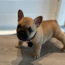 French Bulldogs from Glass House Frenchies