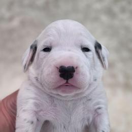 Slate (Black Collar Boy) - White and black male Dalmatian puppy in Centereach, New York from LINY Dalmatians