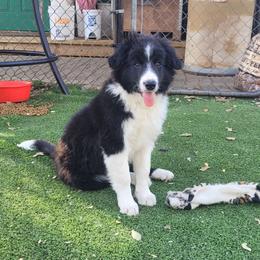 Cliff - Black and white male Border Collie puppy in Morgan, Texas from Shooting Star Ranch
