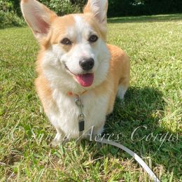Lucy - Pembroke Welsh Corgi