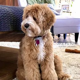 Allie - Australian Labradoodle