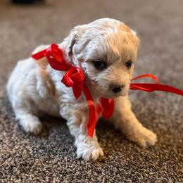 Girl 1 - Cream female Double Doodle puppy in Junction, Utah from Sugar Doodles
