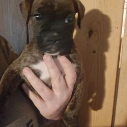 Girl 2 - Brindle female Boxer puppy in Pikeville, Kentucky from Boxers of Whispered Wishes
