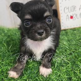 Uno - Black and tan male Chihuahua puppy in Bowdon, Georgia from Paschal's Pups