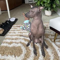 Gaia - Xoloitzcuintli