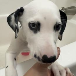 Chedder - White and black male Dalmatian puppy in Hastings, Florida from Love My Spotty Dalmatians
