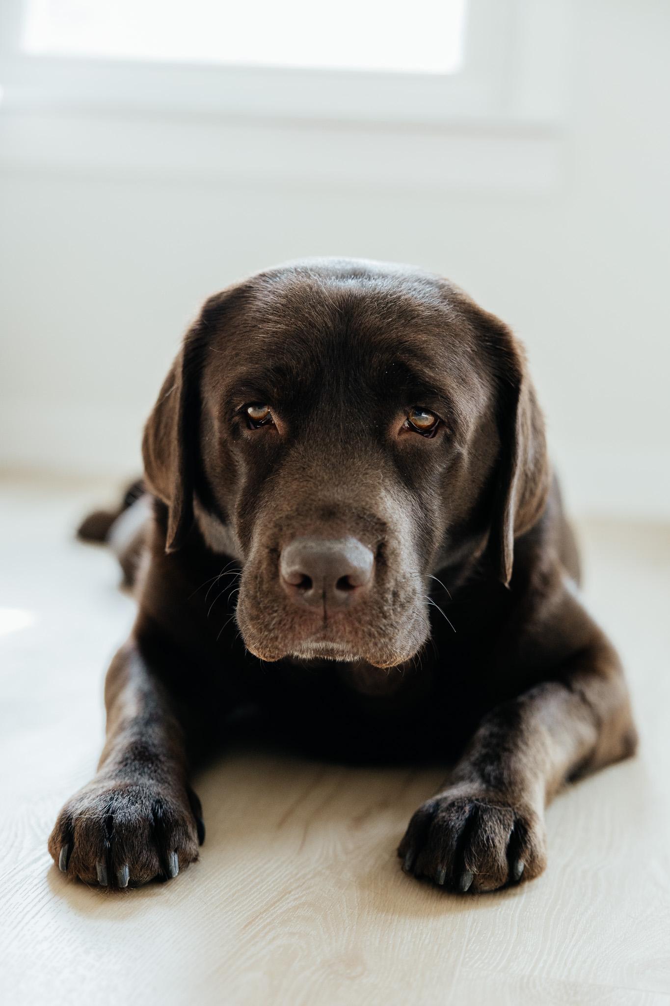 Nelli