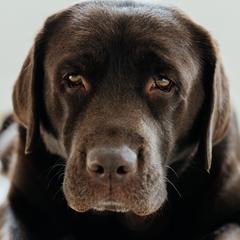 Nelli - Labrador Retriever