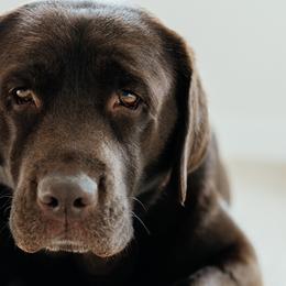 Nelli - Labrador Retriever