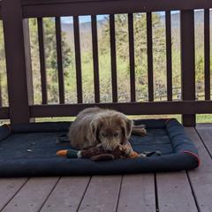 Mocha - Red Nova Scotia Duck Tolling Retriever puppy in Tom's Brook, Virginia from rising sun duck tollers