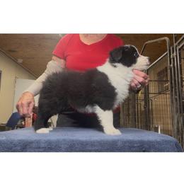 Boy 3 - Black male Border Collie puppy in Farmersville, Texas from Omegamtn Border Collies