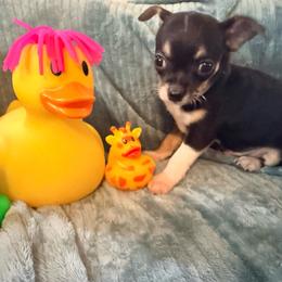 Darin AKC - Black and tan male Chihuahua puppy in Seneca, Missouri from Stephanie’s Puppy Colony