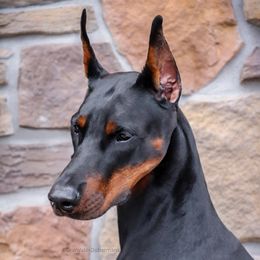Vitani - Doberman Pinscher