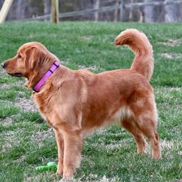 Benelli - Golden Retriever
