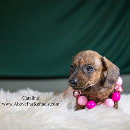 Catalina-Smooth - Red female Dachshund puppy in Auxvasse, Missouri from Above Par Kennels