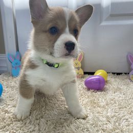 Pembroke Welsh Corgi Puppies from Em-K Kennels