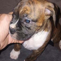 Slick, - Brindle male Boxer puppy in Minnesota from Timmies Boxers