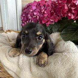 Sailor - Black and cream female Dachshund puppy in Ranburne, Alabama from Camdox