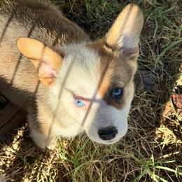 Twoface - Sable male Pembroke Welsh Corgi puppy in Millsap, Texas from Punchy Pembroke Ranch