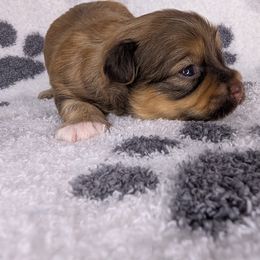 Groot - Chocolate male Havanese puppy in Trinity, Alabama from Tooties Cuties Havanese