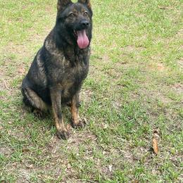 Max - Sable female German Shepherd puppy in Andalusia, Alabama from Keisha's German Shepherds