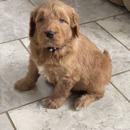 Boomer - Apricot male Goldendoodle puppy in Sugarcreek, Ohio from True Hearted Doodles