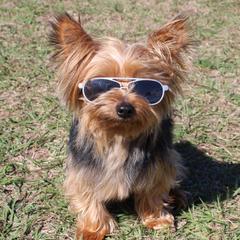 Charlie - Yorkshire Terrier