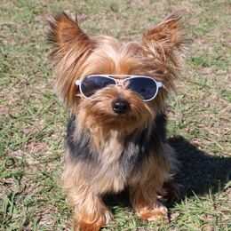 Charlie - Yorkshire Terrier