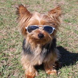 Charlie - Yorkshire Terrier