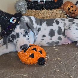 Vlad - Great Dane puppy from Miner's Dynamic Danes