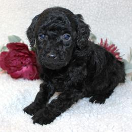 Nero - Black male Poodle puppy in Stokesdale, North Carolina from His and Hers Poodles and Doodles