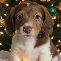 Dachshunds and Poodles from Rosies Doxies CKC