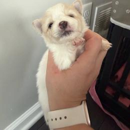 Kermode Bear - White female Pomeranian puppy in Cheektowaga, New York from Luxe Legacy Pomeranians