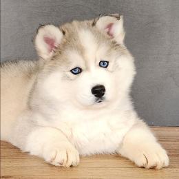 Boy 1 - Gray and white male Siberian Husky puppy in Grayson, Kentucky from Kentucky Huskies