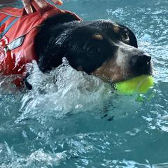Entlebucher Mountain Dog Puppies from Ironclad