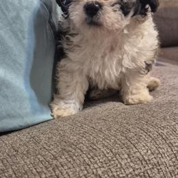 Titan - Black gold and white male Shihpoo puppy in Pacolet, South Carolina from Kelli's Pups