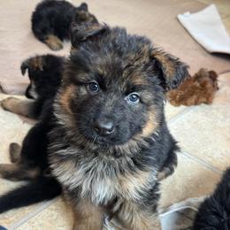Miss Purple - Black and red female German Shepherd puppy in Lawton, Michigan from Free Indeed Shepherds