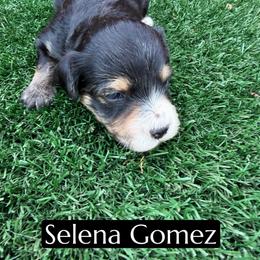 Selena Gomez - Black tri-color female Aussiedoodle puppy in Bakersfield, California from Annie's Aussies