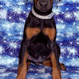 White - Black and rust female Doberman Pinscher puppy in Louisville, Kentucky from Ruiz Dobermans