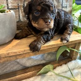 Charlie - Chocolate brindle female Havapoo puppy in Marquand, Missouri from Perfectly Playful Doodles